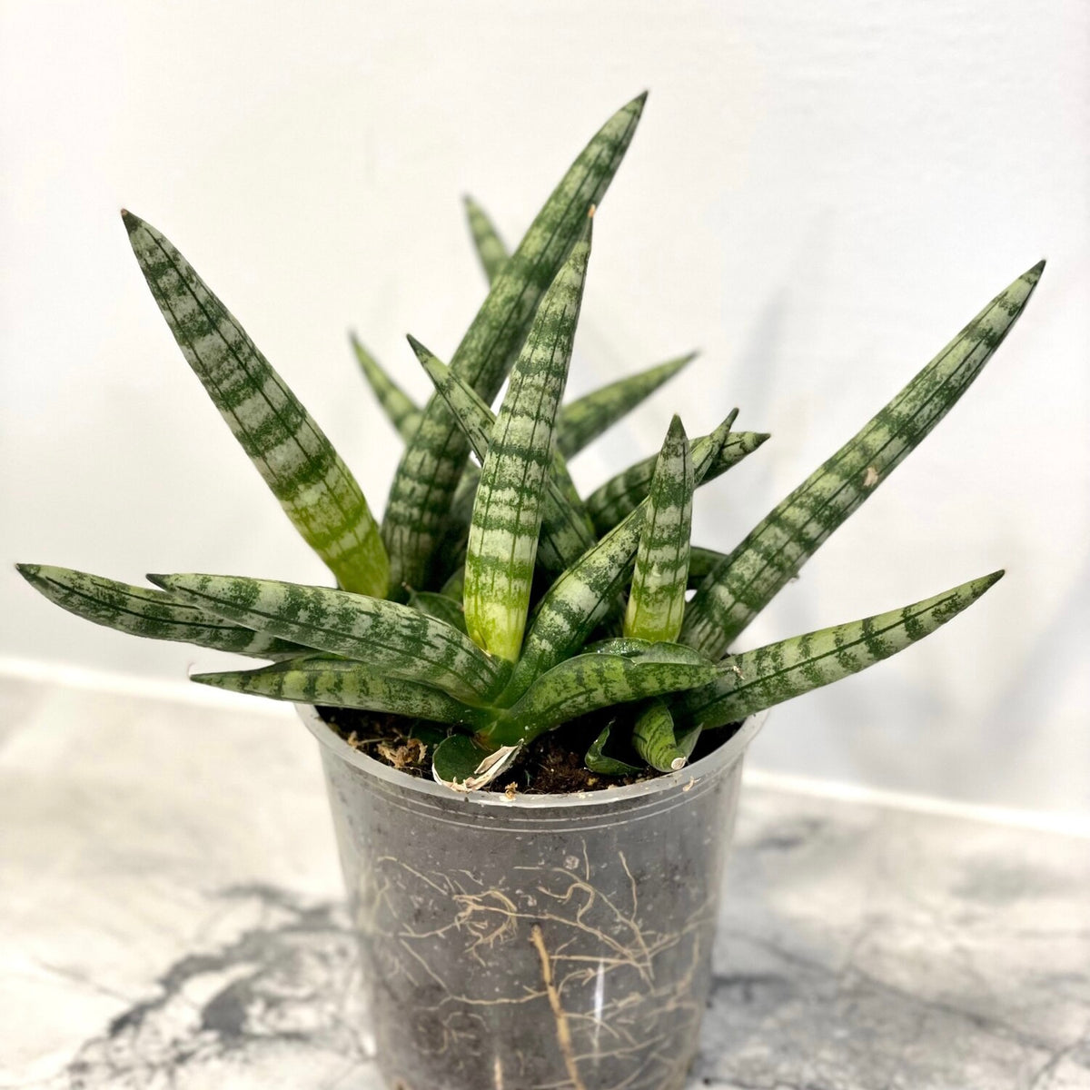 green fingers market snake plant Sansevieria boncel - Boncel Snake Plant Houseplant