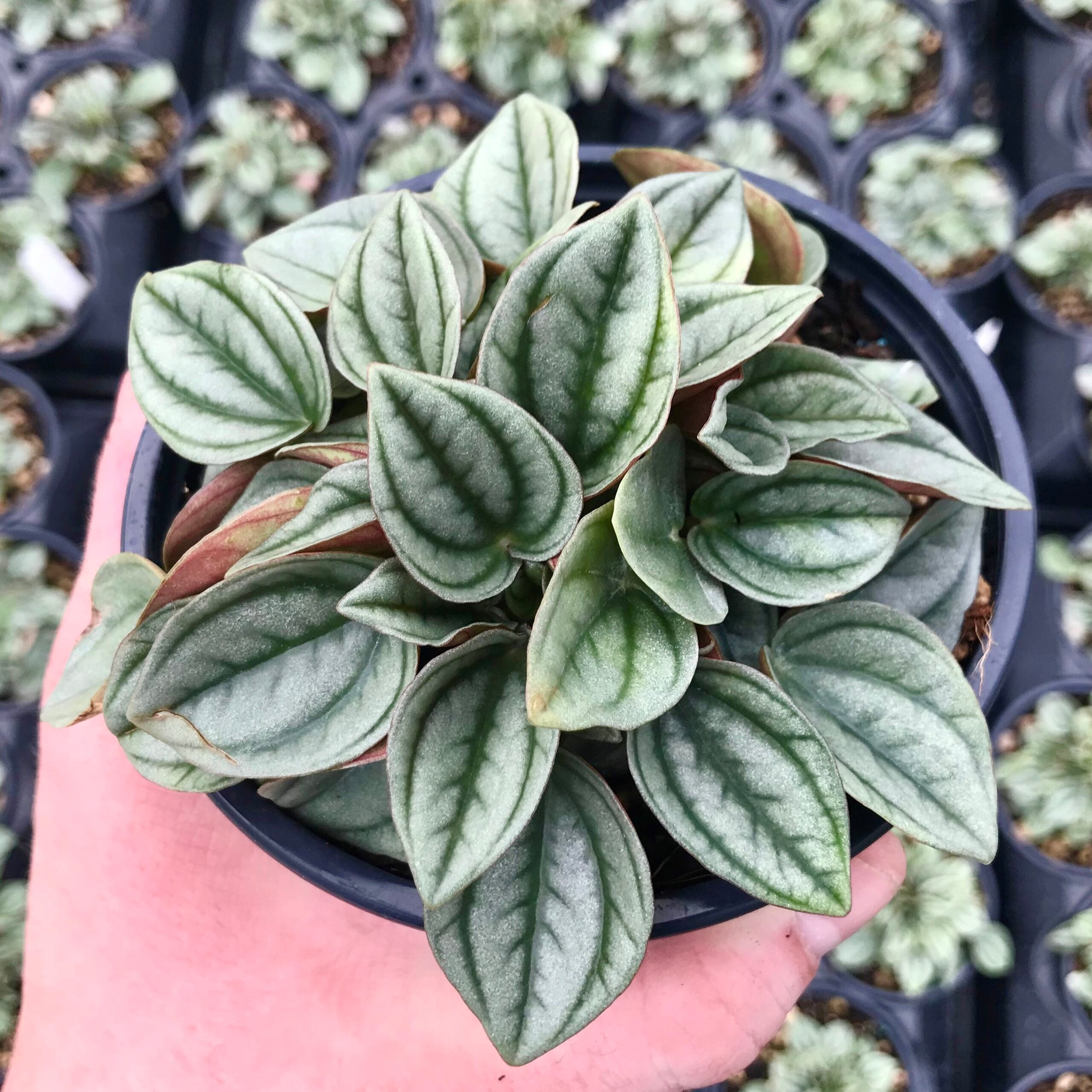 Peperomia caperata - 'Napoli Nights'