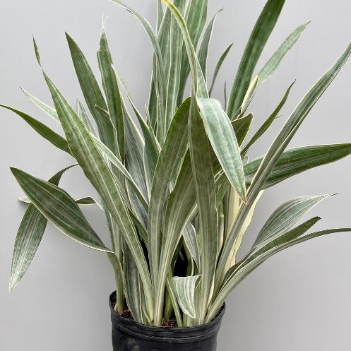 Sansevieria sayuri - Snake Plant, Mother-in-Law's Tongue