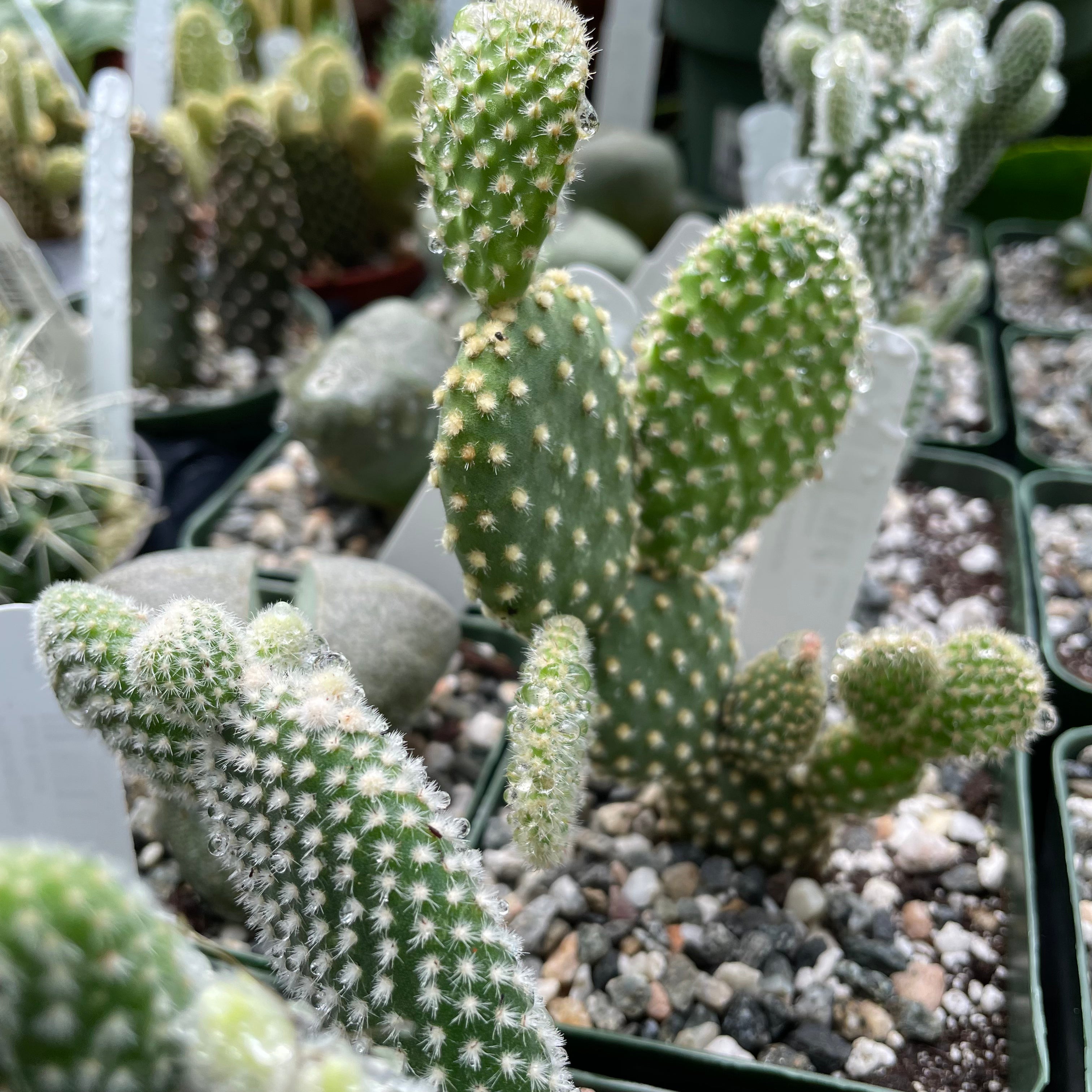 Opuntia microdasys - Bunny Ears Cactus
