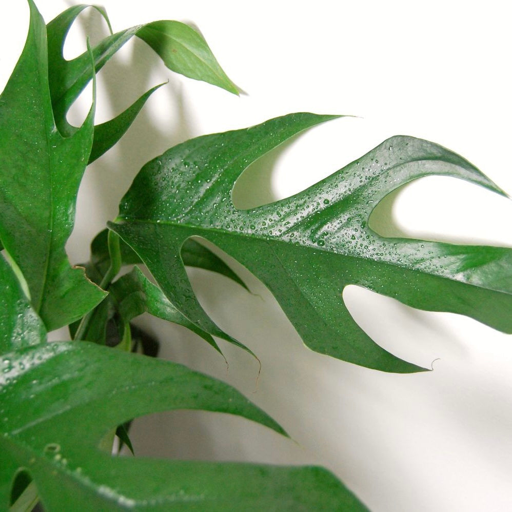 Epipremnum pinneatum - Baltic Blue Pothos