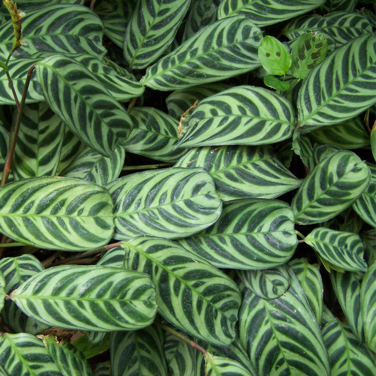 Calathea Roseopicta - Rose Painted Calathea Houseplant | Baker City, Oregon   The Succulent Hub