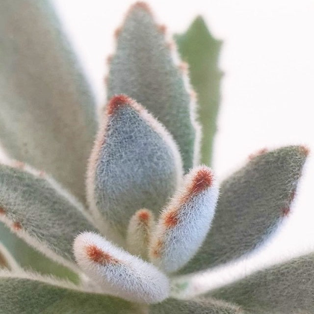 Kalanchoe tomentosa - Panda Plant