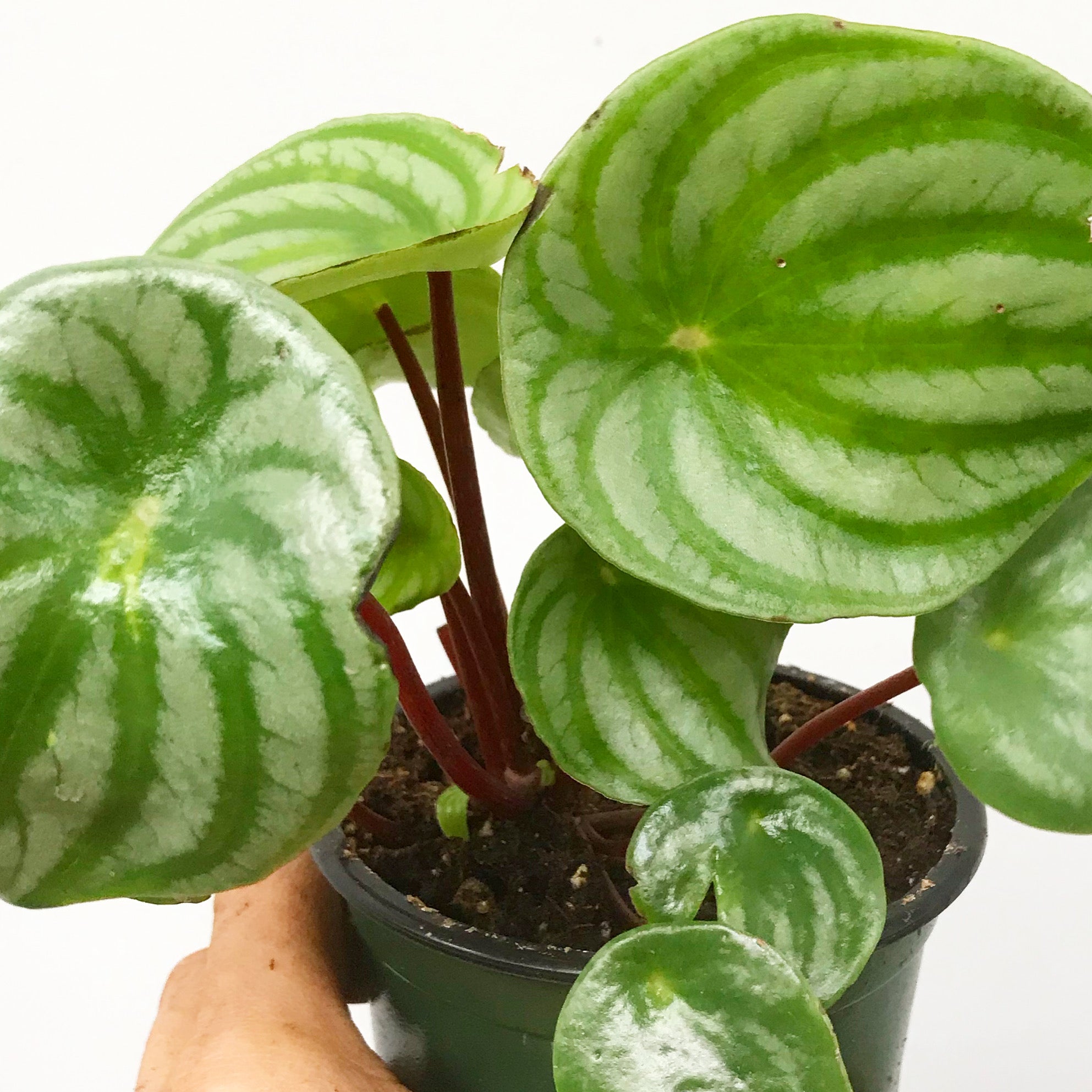 Peperomia argyreia - Watermelon Plant