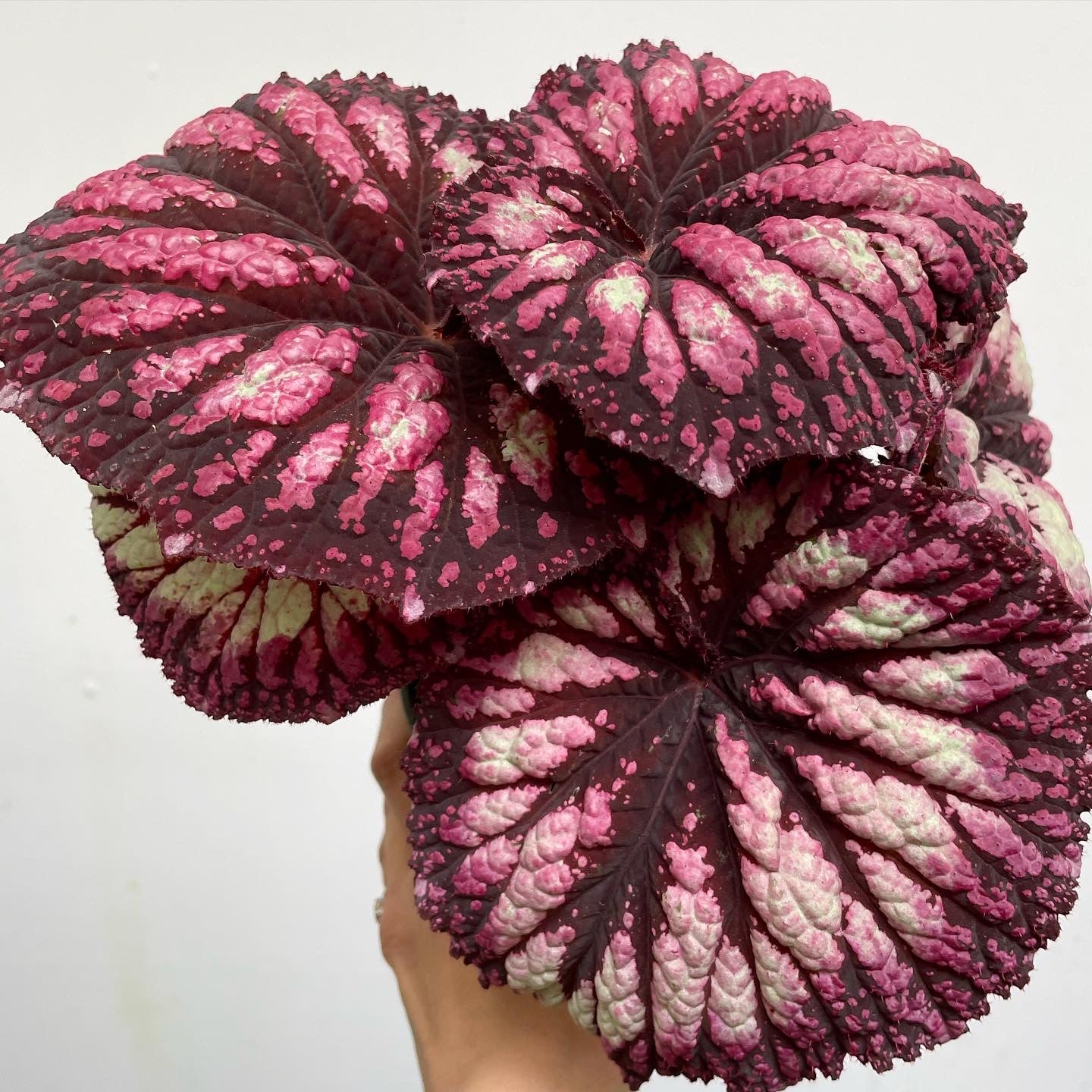 Rex Hybrid Begonia 'Fireworks'