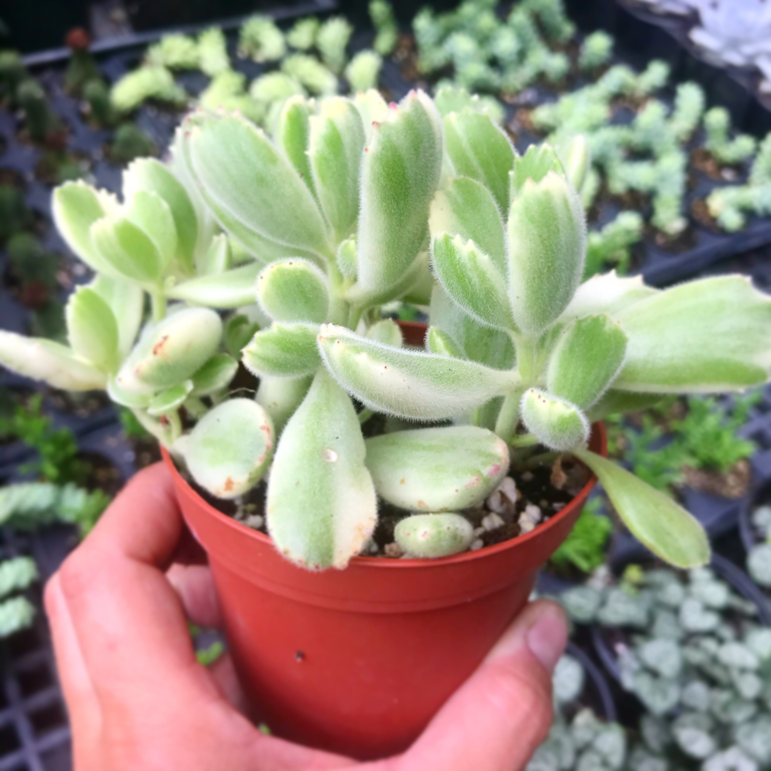 Cotyledon tomentosa - Bear's Paw