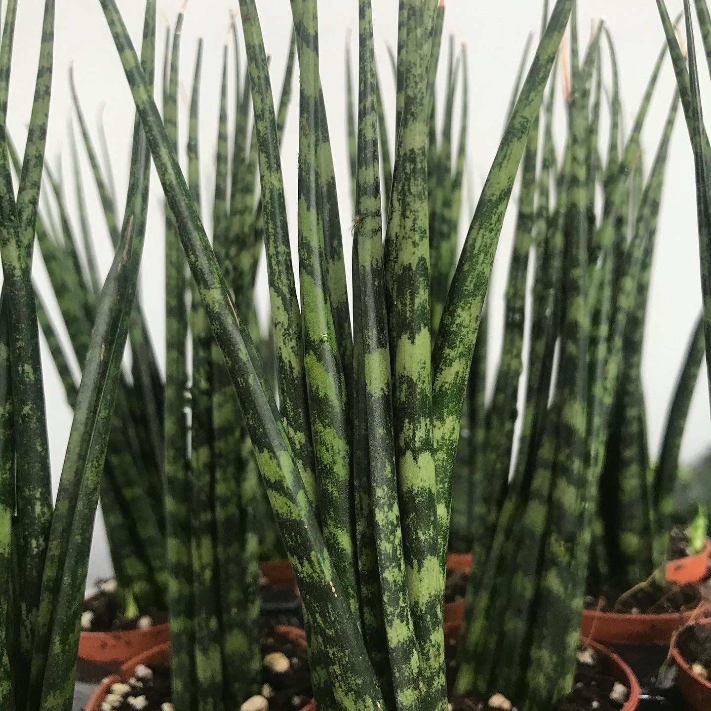 Sansevieria 'Fernwood Mikado'