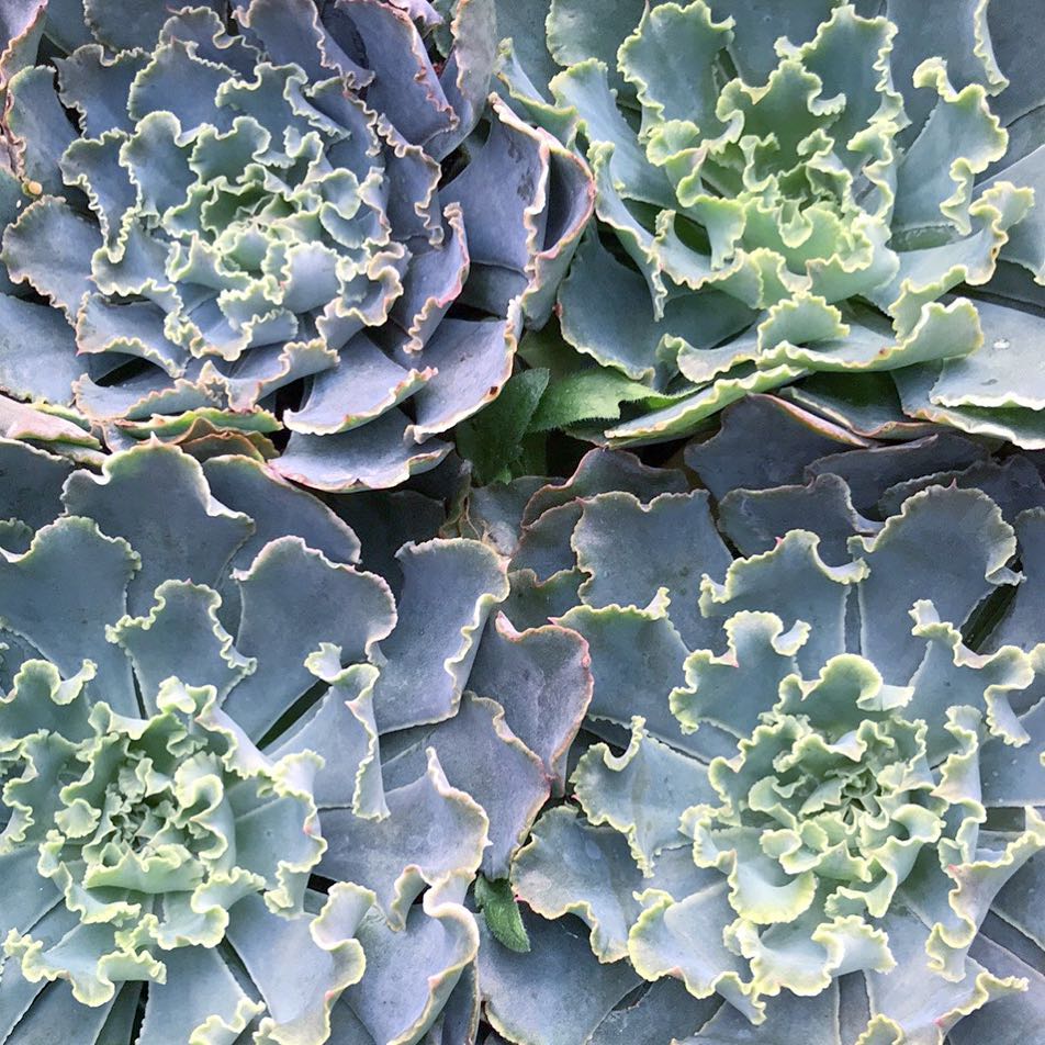 Echeveria Gibbiflora Hybrid 'Blue Curls'