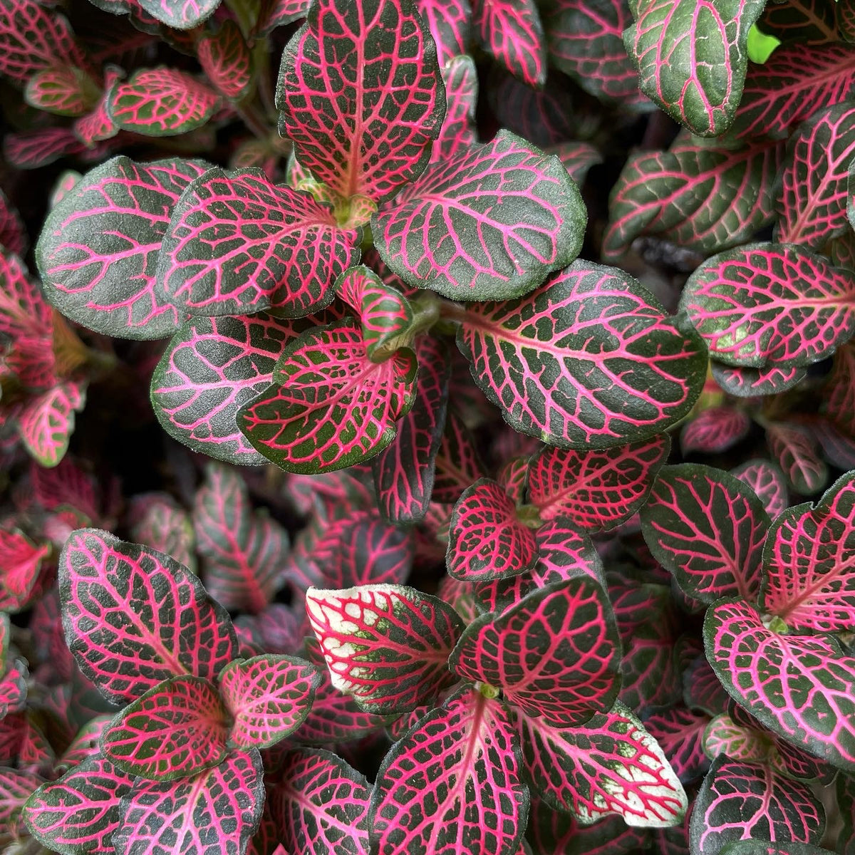 indoor plant with pink veins Fittonia albivenis 'Pink Vein'