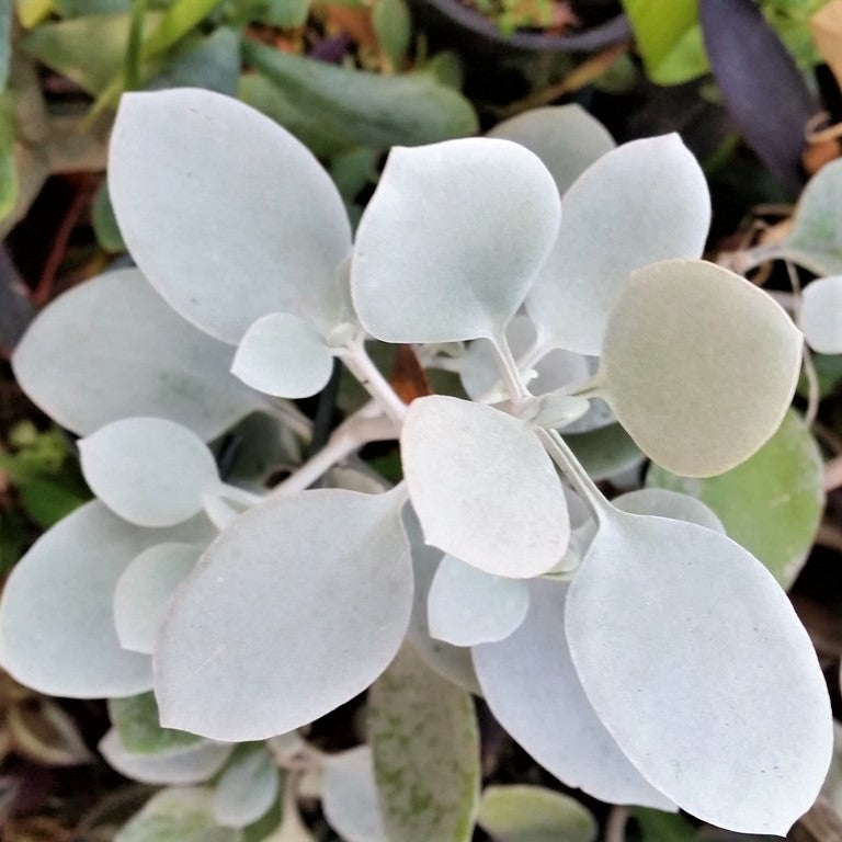 Kalanchoe bracteata - Silverspoon Plant