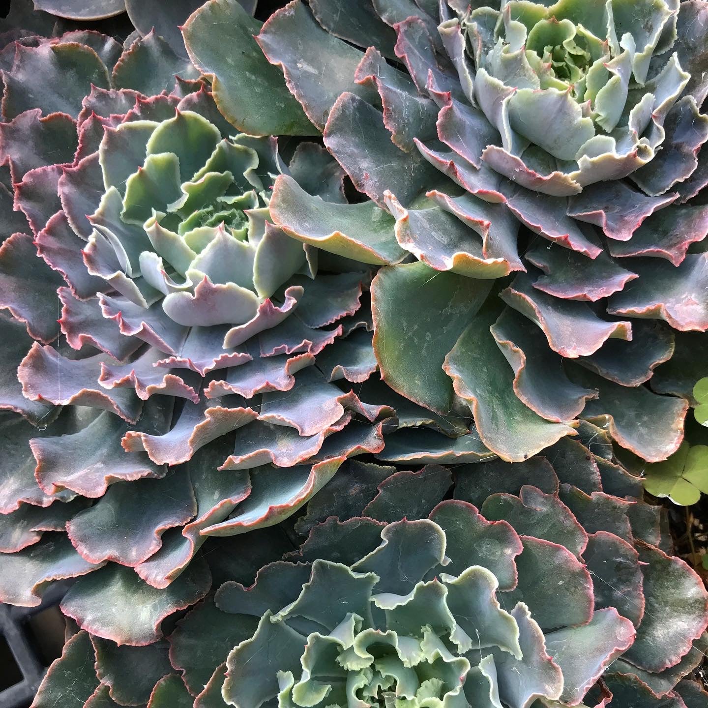 Echeveria Gibbiflora Hybrid 'Blue Curls'