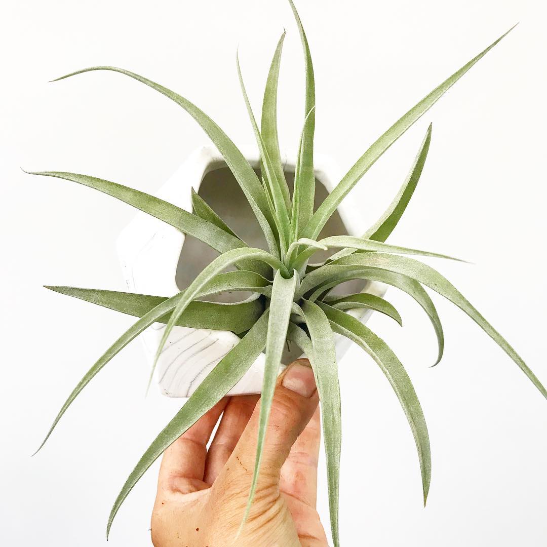 Tillandsia capitata 'Peach' - Airplant