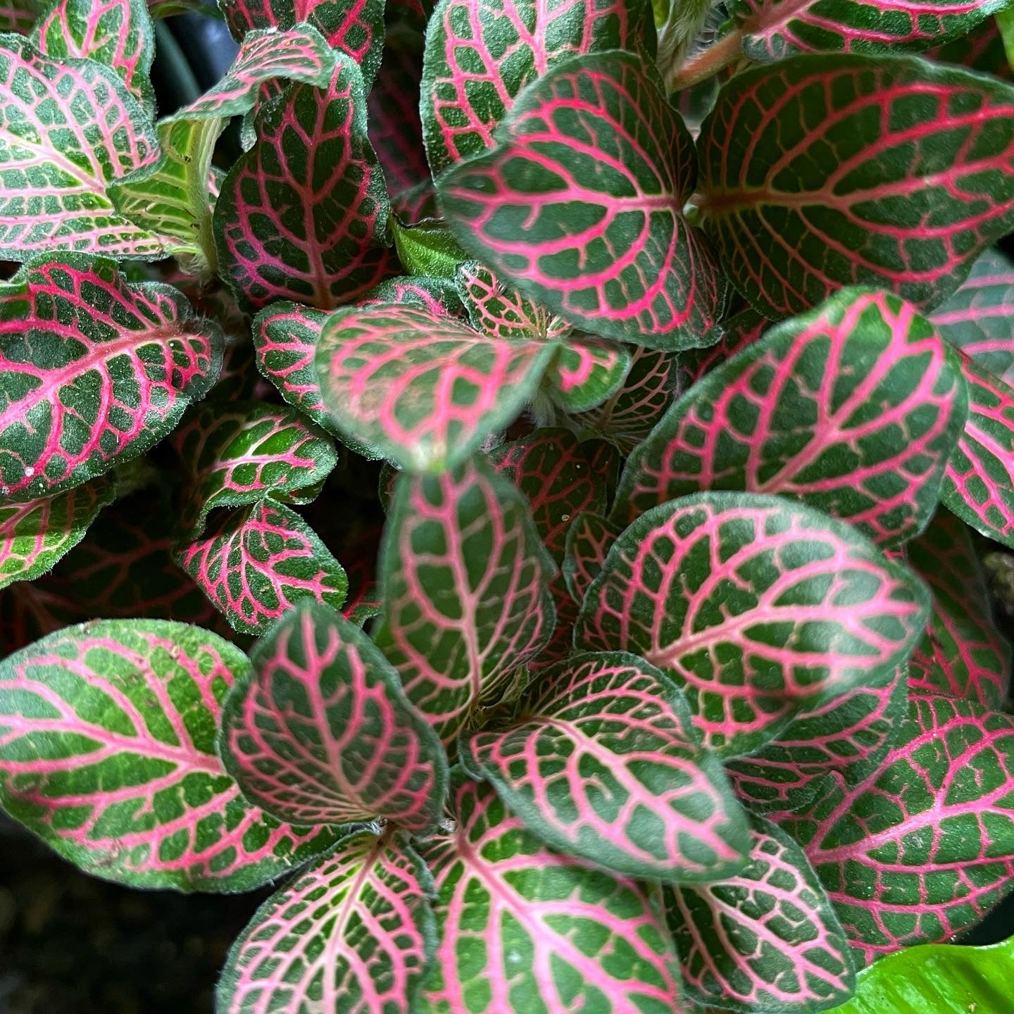 Fittonia albivenis 'Pink Vein' - Nerve Plant