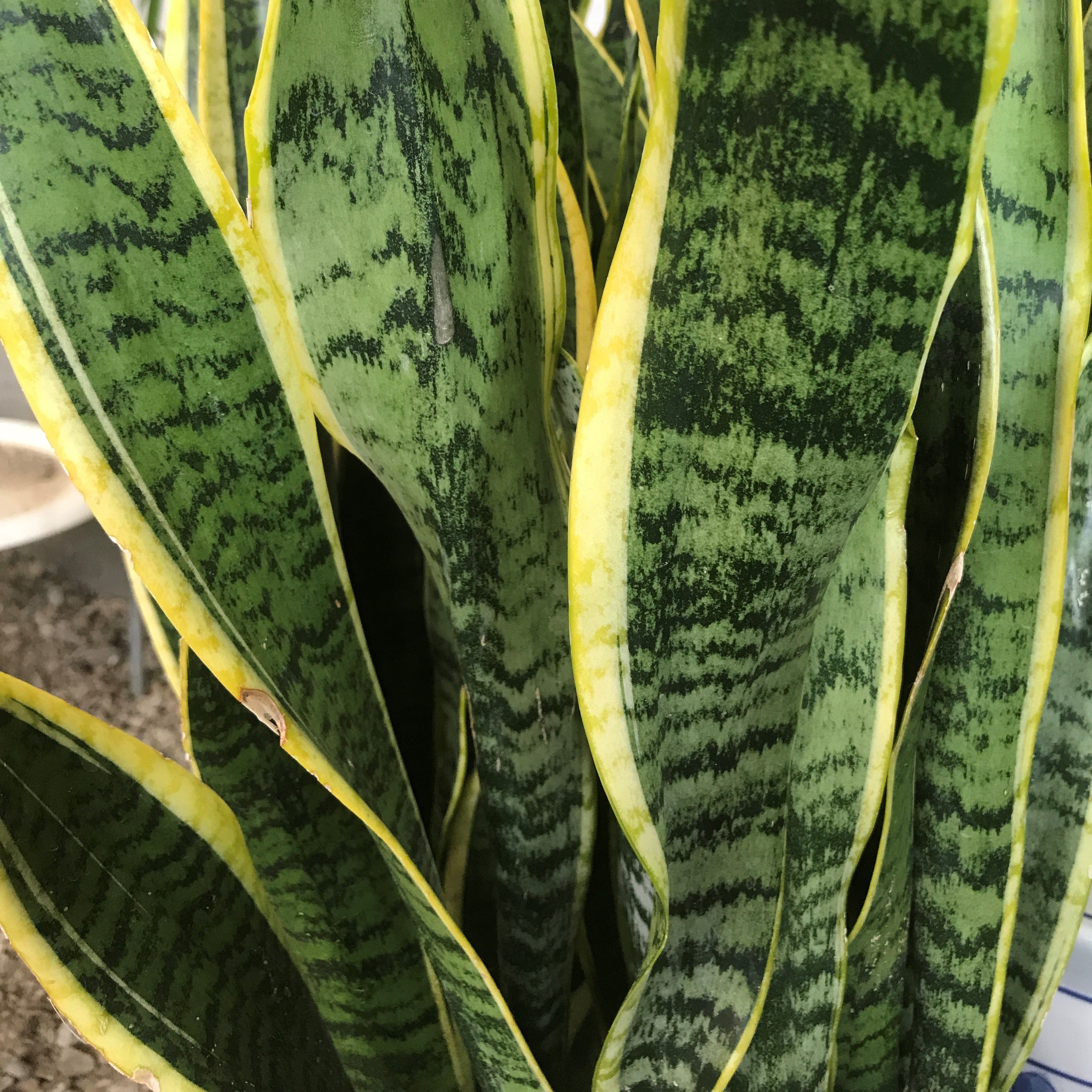Sansevieria laurentii - Snake Plant, Mother-in-Law's Tongue