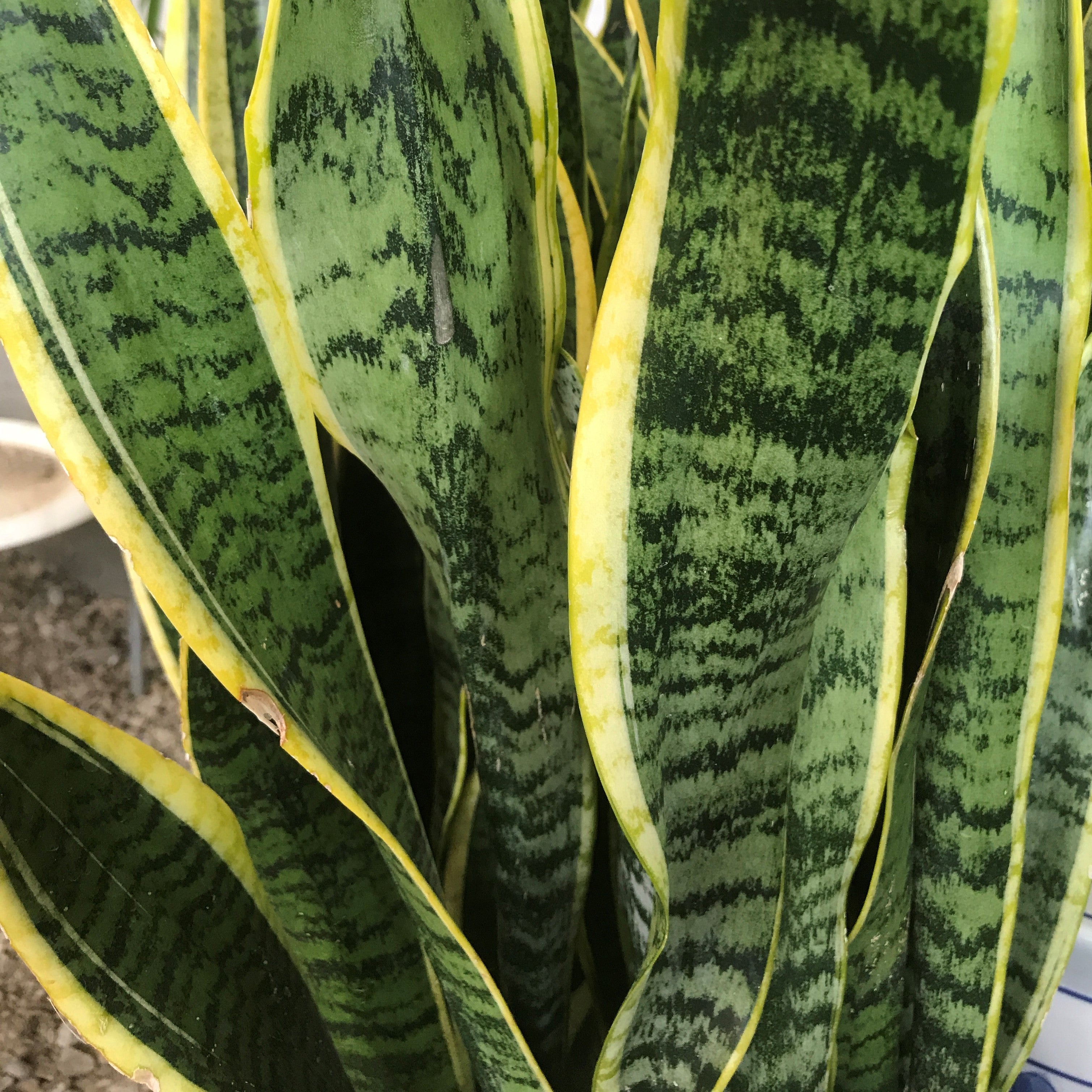 Sansevieria laurentii - Snake Plant, Mother-in-Law's Tongue