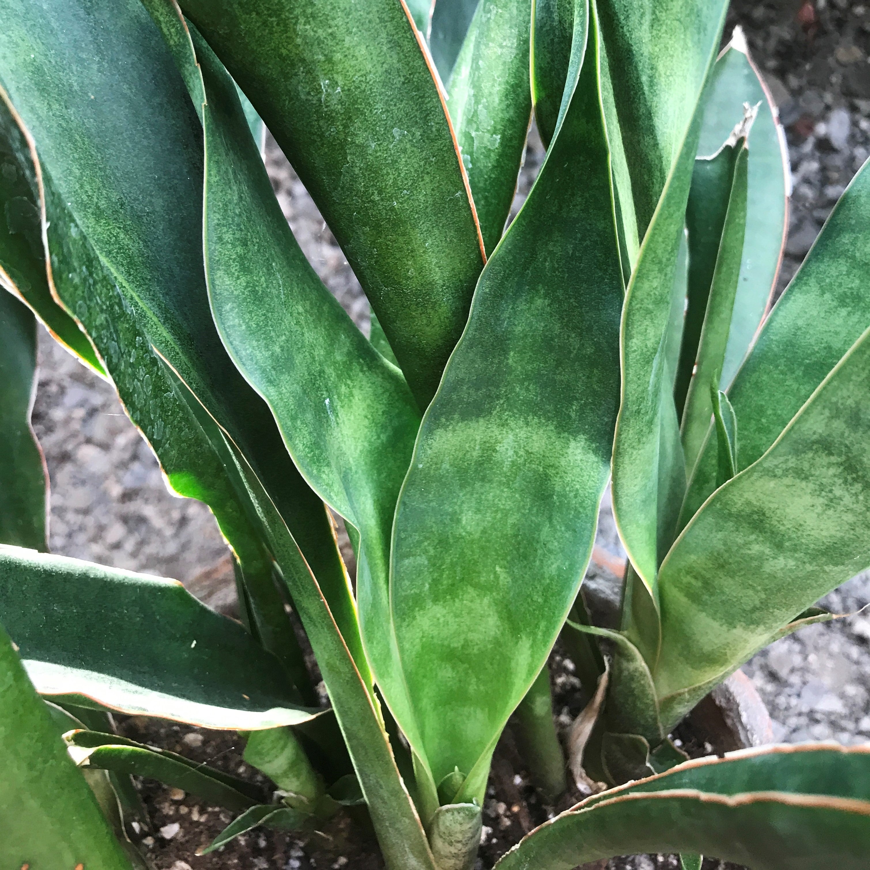 Sansevieria nilotica - Snake Plant, Mother-in-Law's Tongue