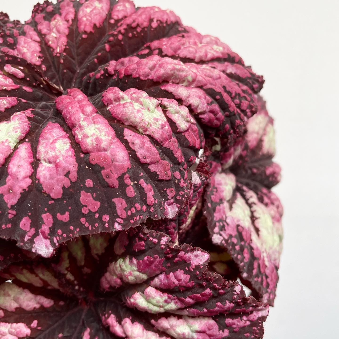 Rex Hybrid Begonia 'Fireworks'