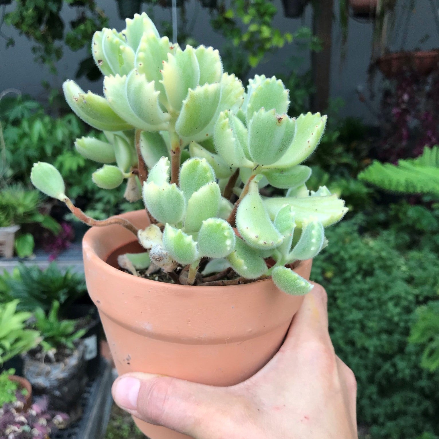 Cotyledon tomentosa - Bear's Paw