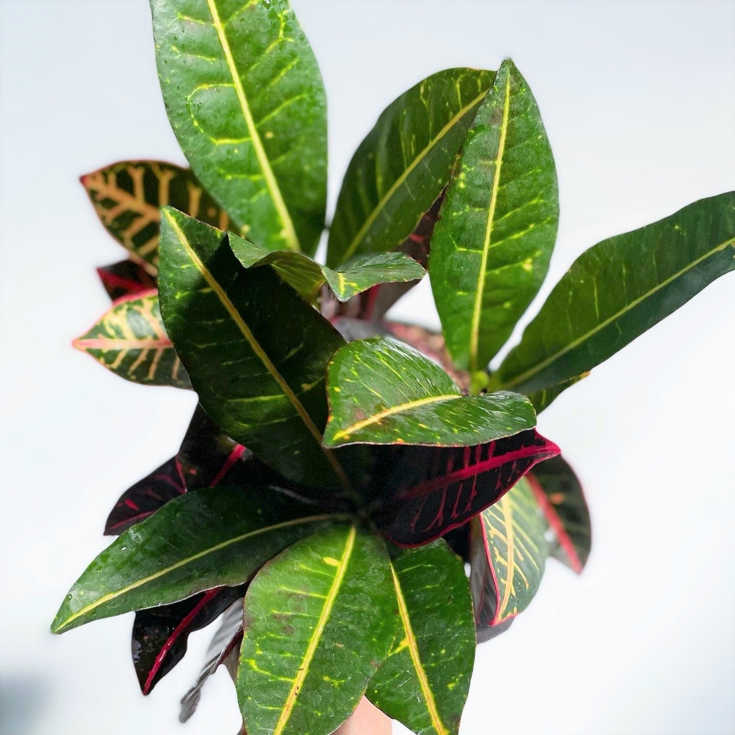 Codiaeum variegatum 'Petra' - Croton