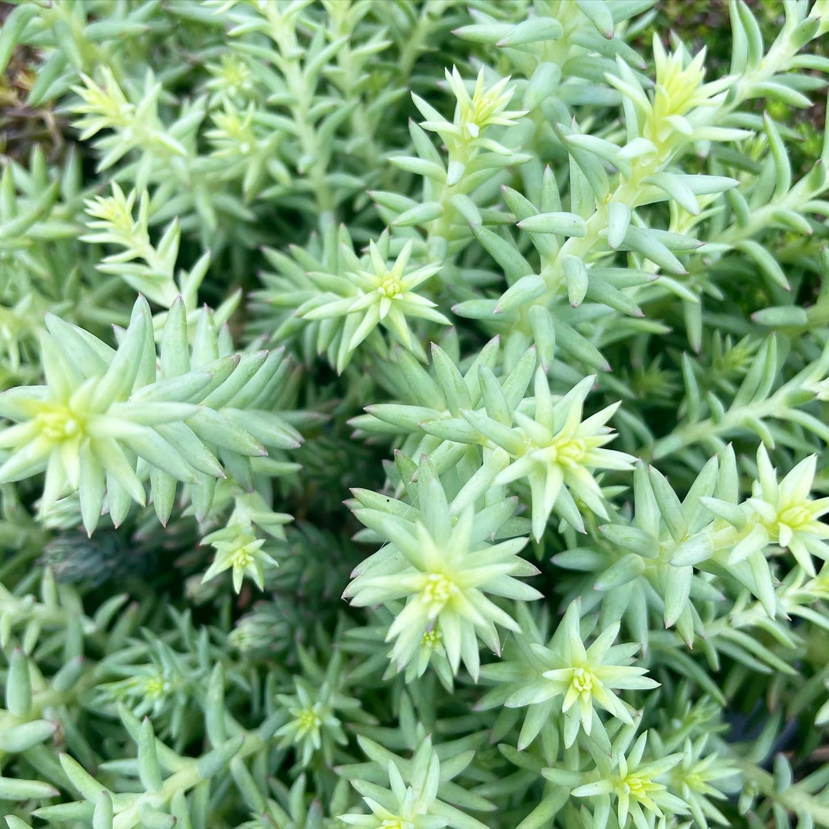 sedum sediforme succulent Sedum sediforme 'Turquoise Tails'