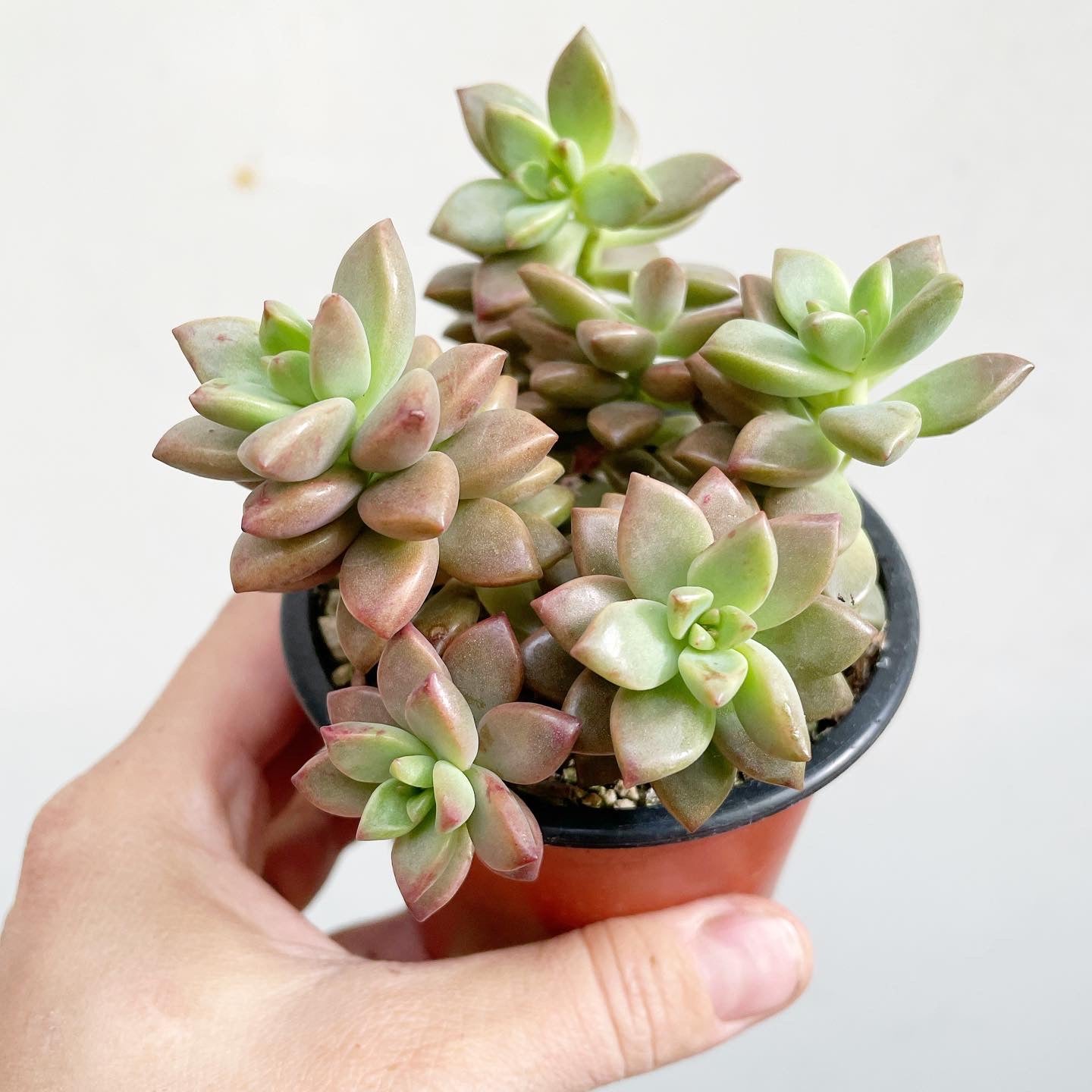 vera higgins succulent care Graptosedum 'Vera Higgins'