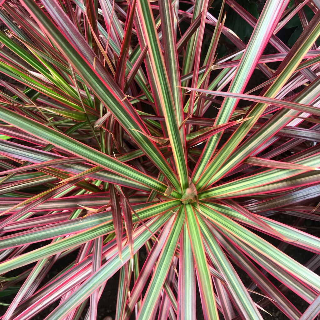 dracaena multicolor Dracaena marginata colorama houseplant