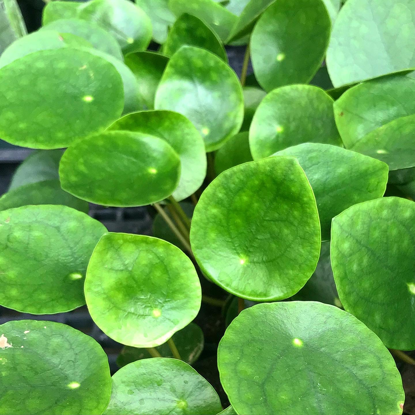 Pilea peperomioides - Friendship Plant