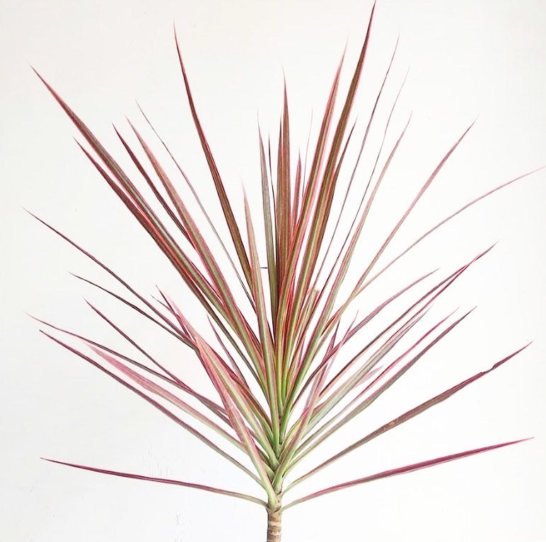 Dracaena marginata 'Colorama' - Dragon Tree