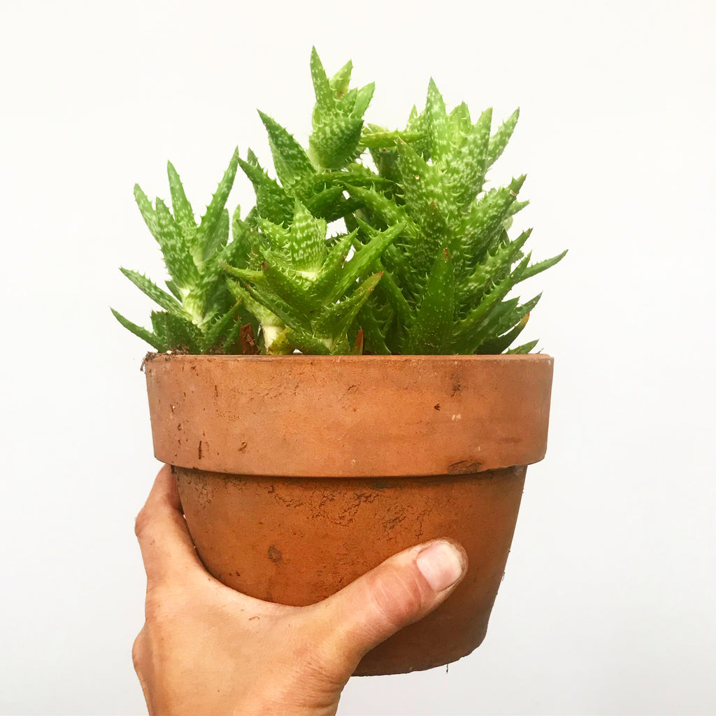Aloe juvenna Succulent 'Tiger Tooth Aloe'