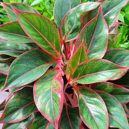 Aglaonema 'Siam Aurora' - Chinese Evergreen