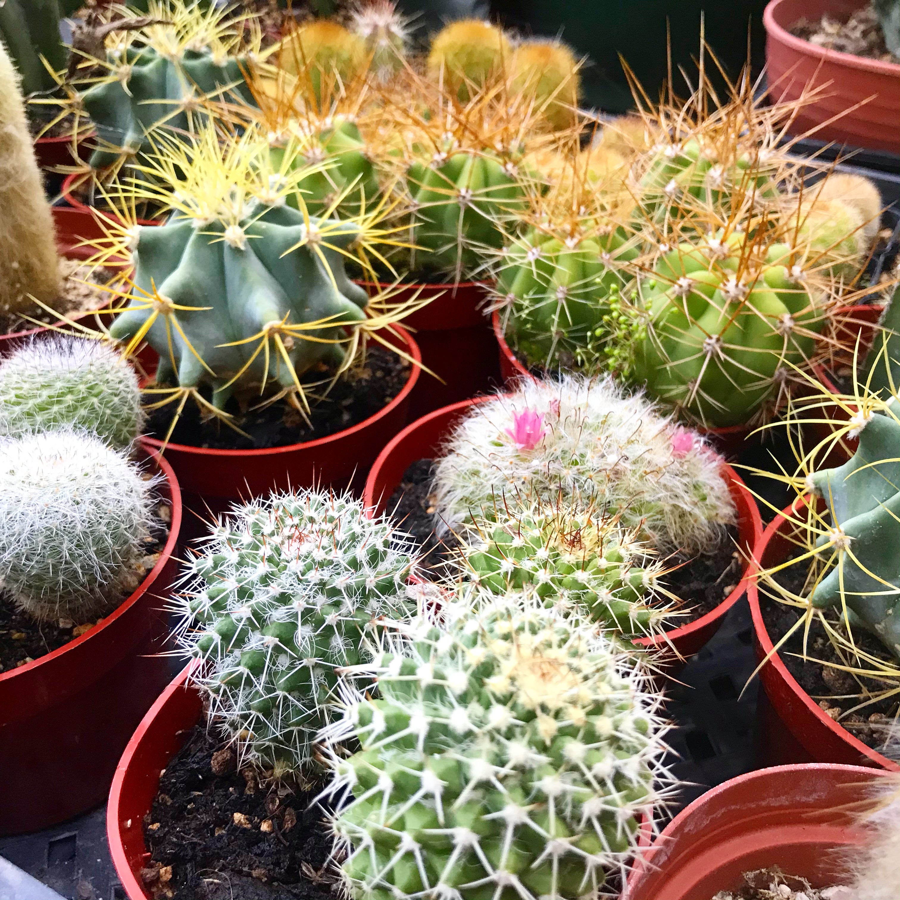 Cacti 4" - Assorted