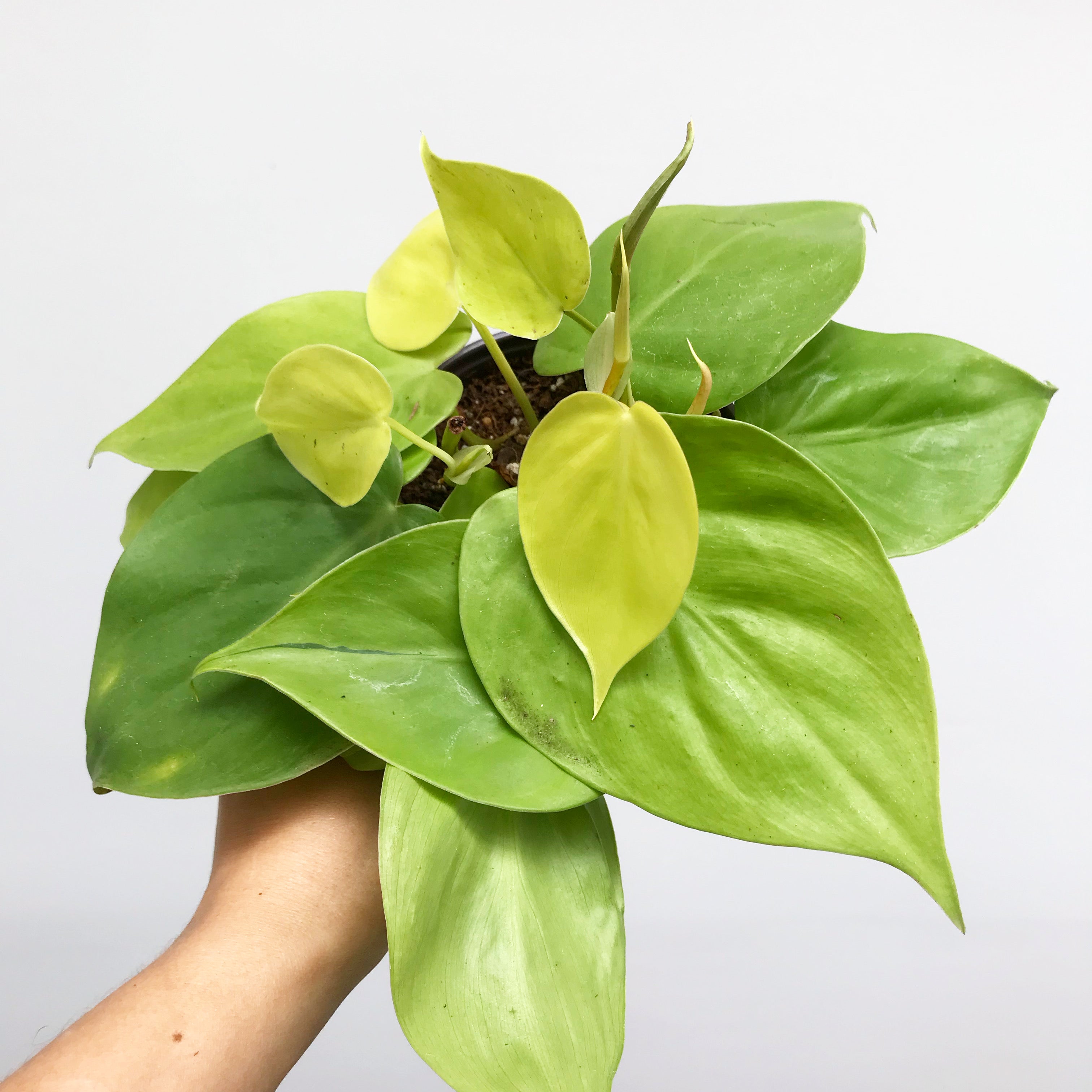 Philodendron hederaceum 'Neon' - Heartleaf Philodendron