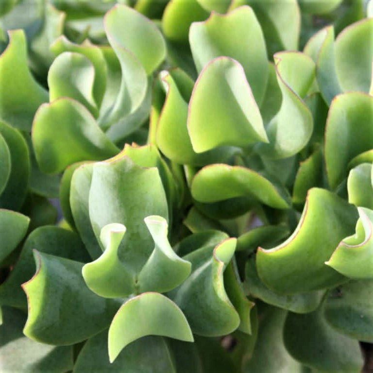 Crassula arborescens undulatifolia 'Curly-Green' - Ripple Jade, Curly Green Jade