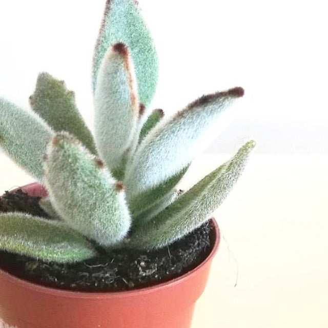 Kalanchoe tomentosa - Panda Plant