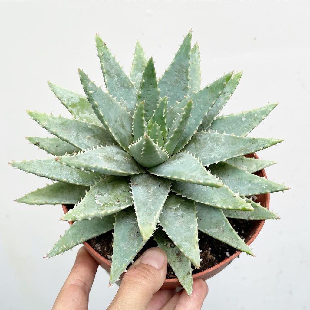 aloe small Aloe brevifolia Succulent 'Short-Leaved Aloe'