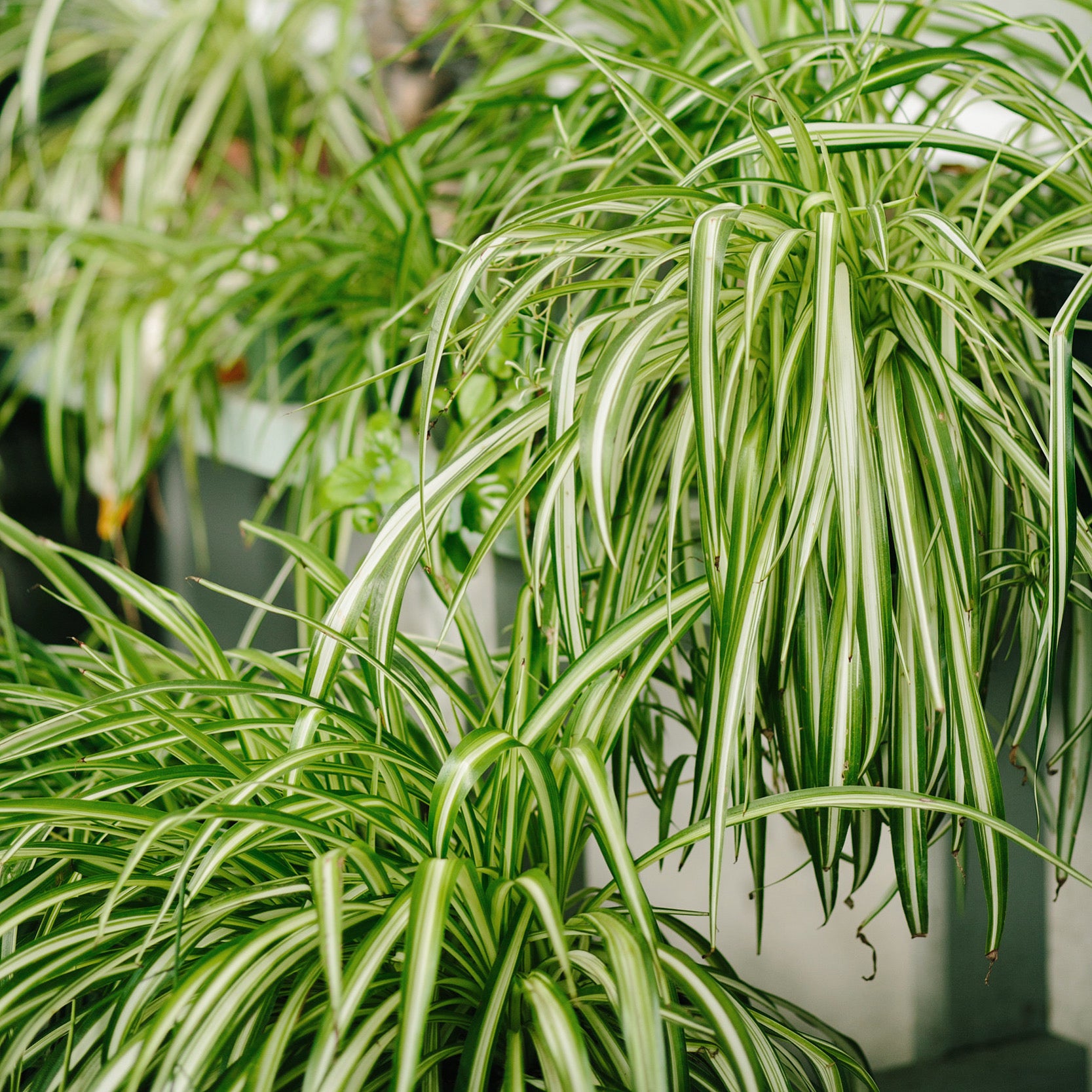 Chlorophytum comosum Vittatum Houseplant Spider Plant Variegated