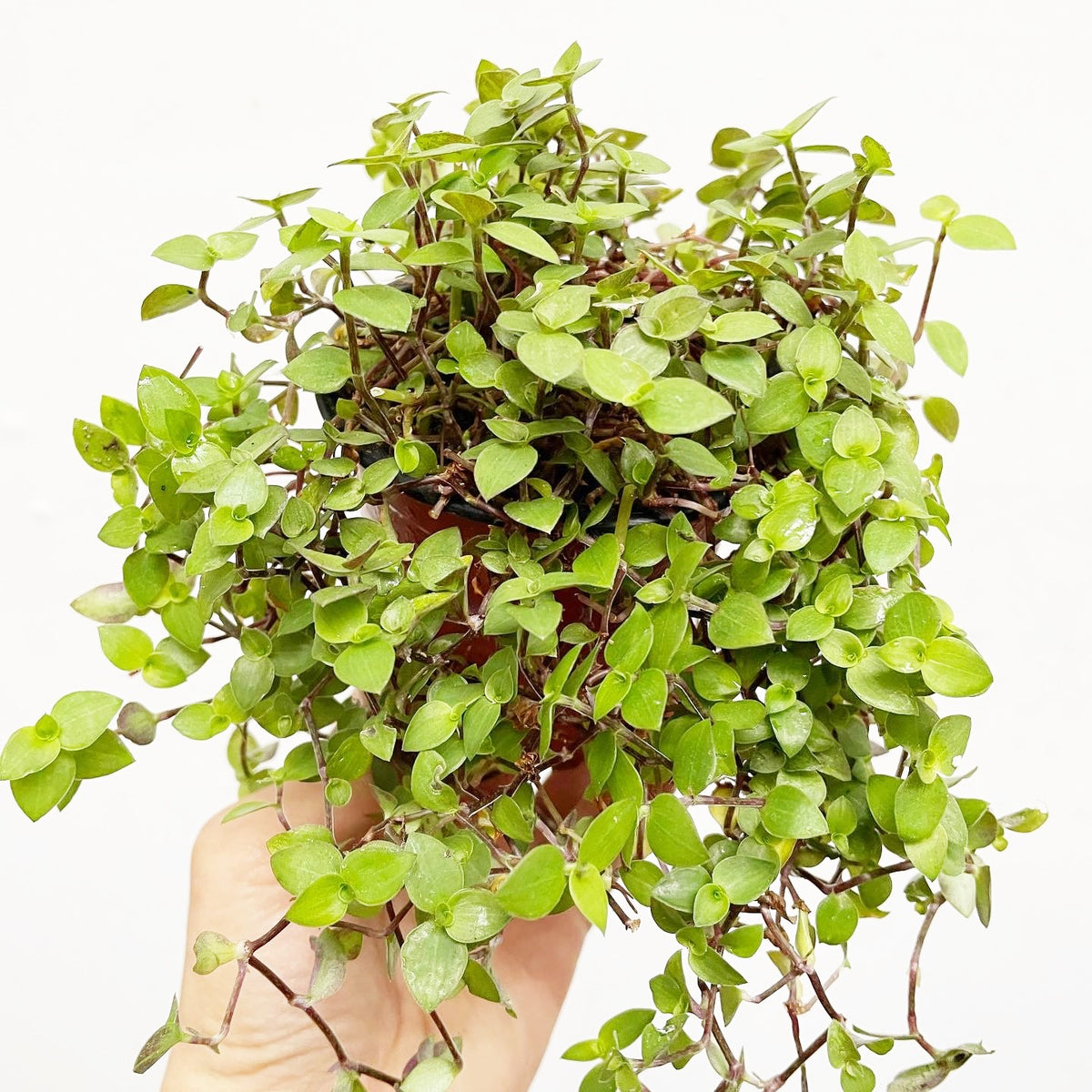 Callisia repens - Creeping Inchplant, Bolivian Jew, Turtle Vine Houseplant 