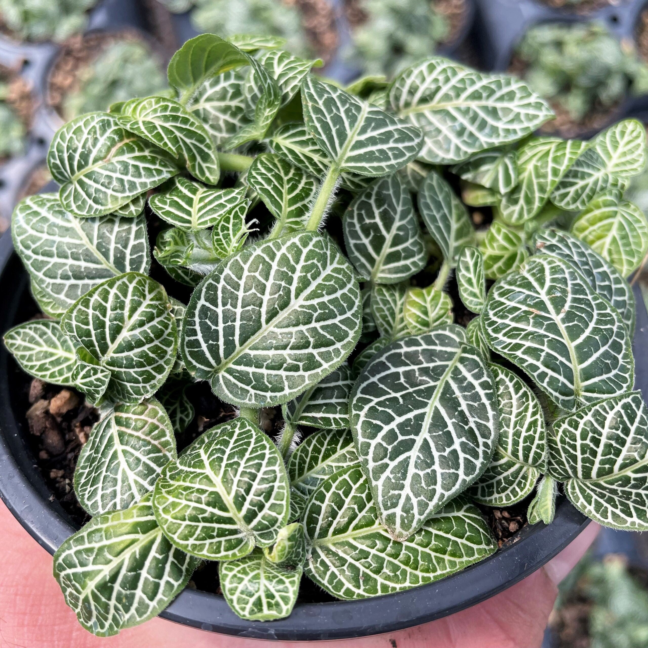 Fittonia albivenis - Nerve Plant