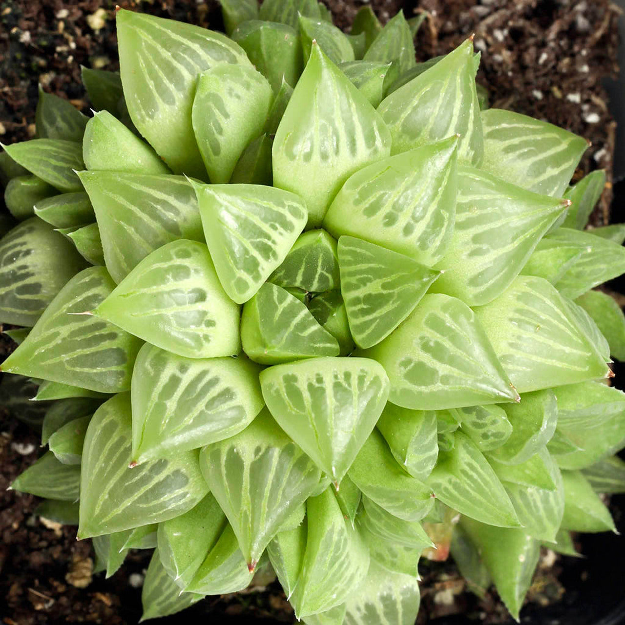 Haworthia retusa f. geraldii - Window Plant, Star Cactus