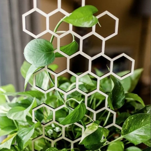 Honeycomb Plant Trellis