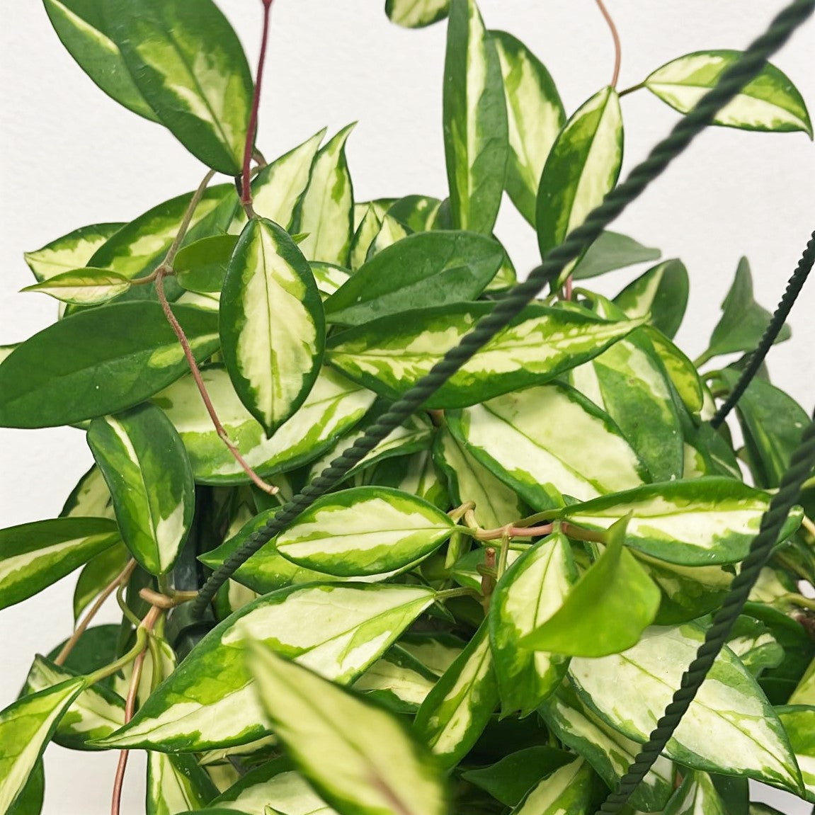 Hoya carnosa 'Krimson Princess' - Wax Plant