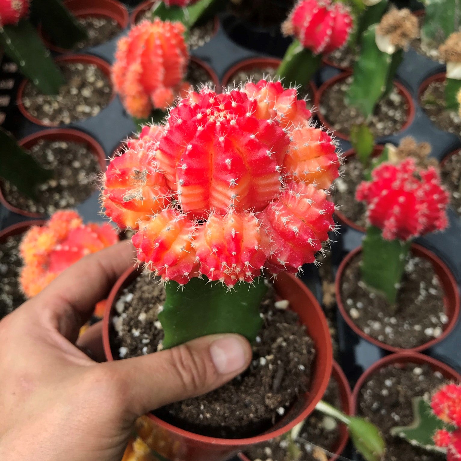 Gymnocalycium mihanovichii - Moon Cactus, Grafted Cactus