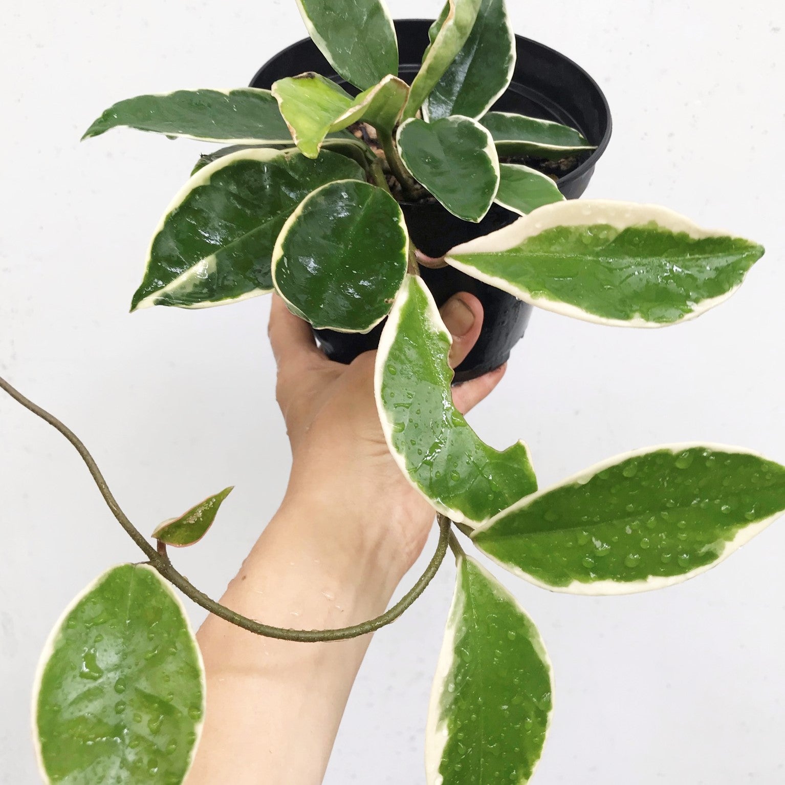 Hoya carnosa tricolor 'Krimson Queen' - Variegated Wax Plant
