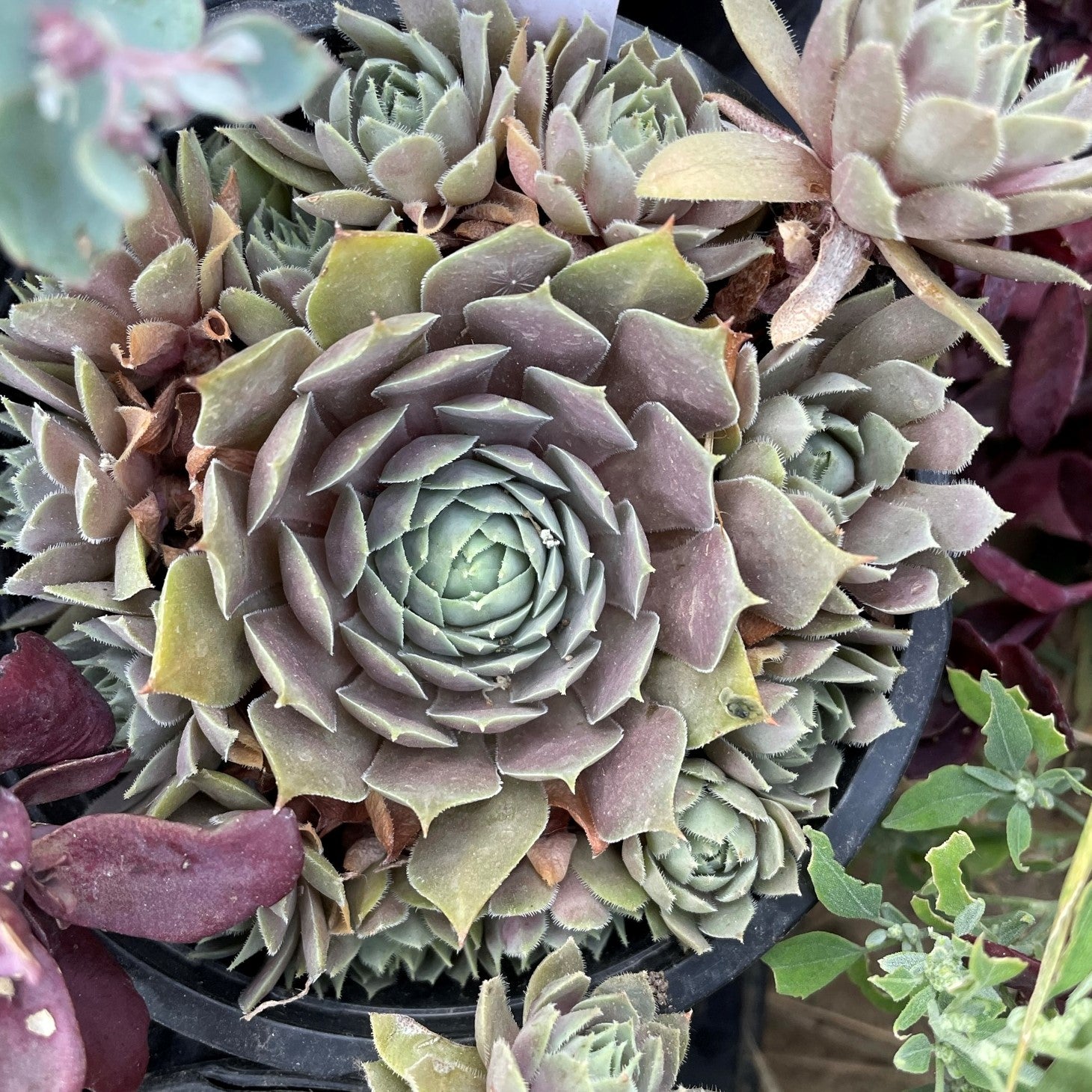 Sempervivum 'Lilac Time'