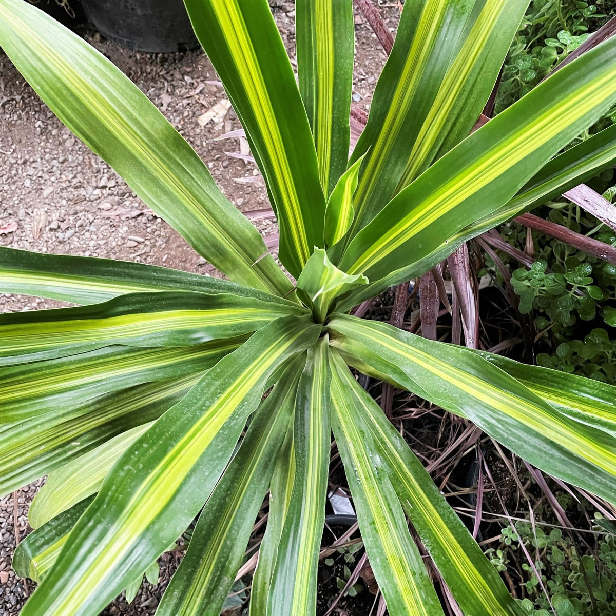 Dracaena fragrans hawaiian sunshine houseplant