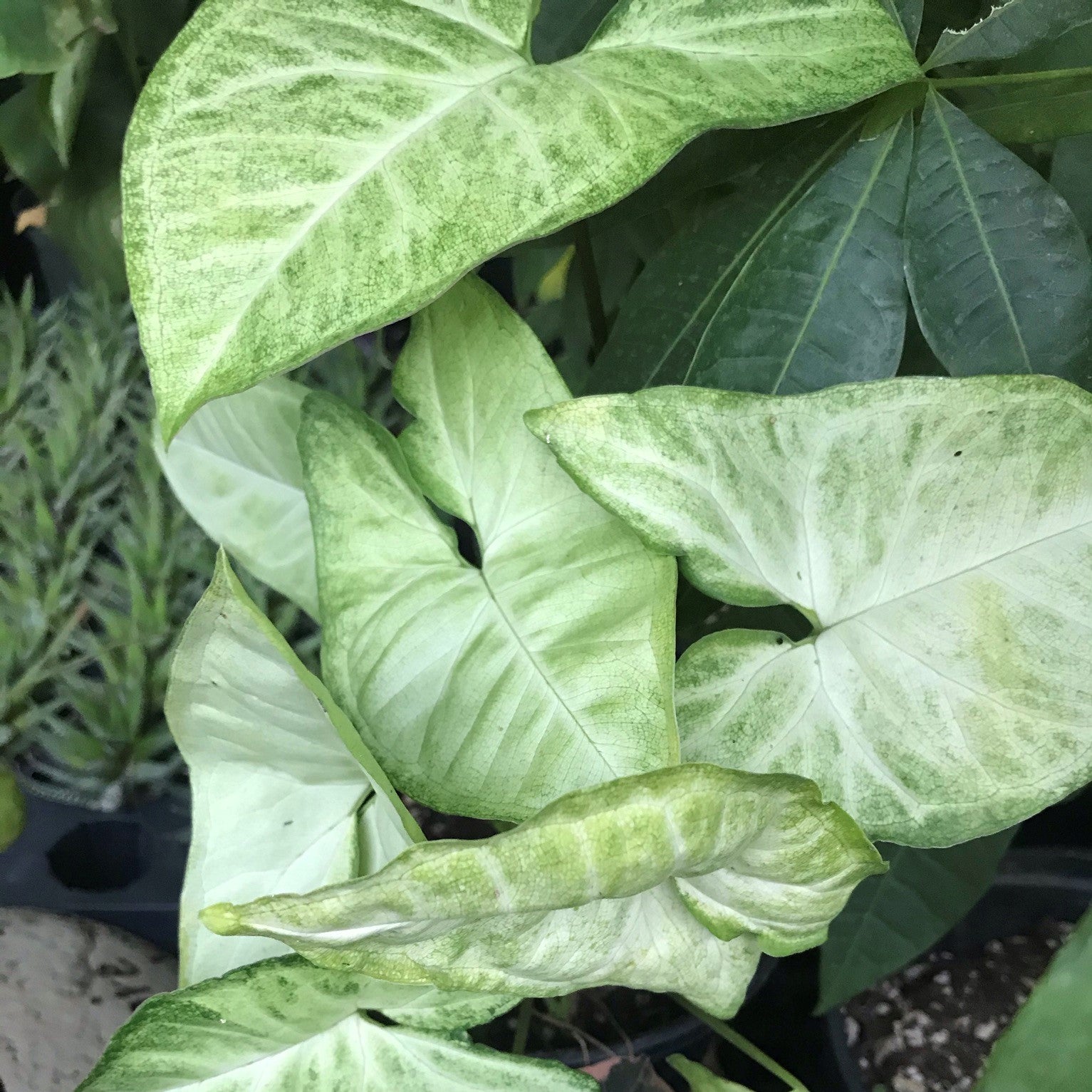 Syngonium podophyllum 'White' - Arrowhead Plant