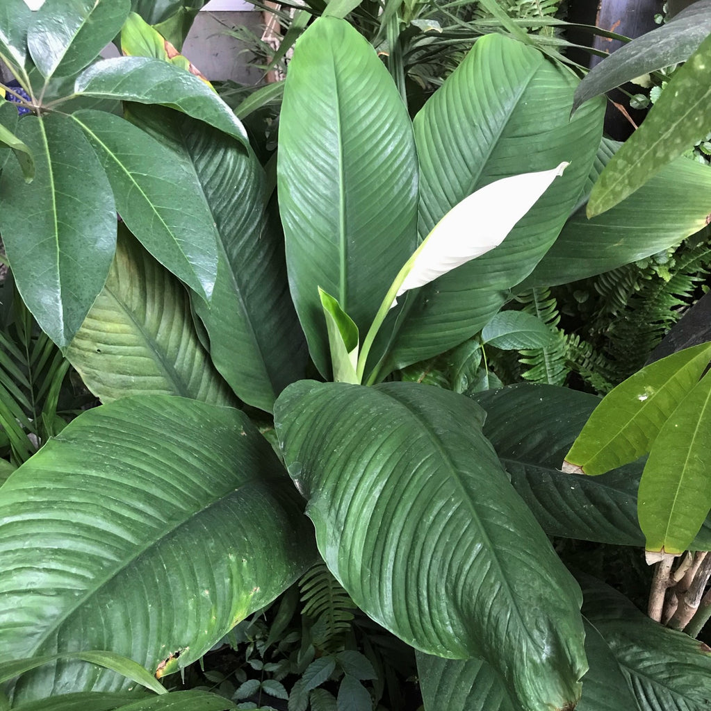 spathiphyllum sensation peace lily houseplant