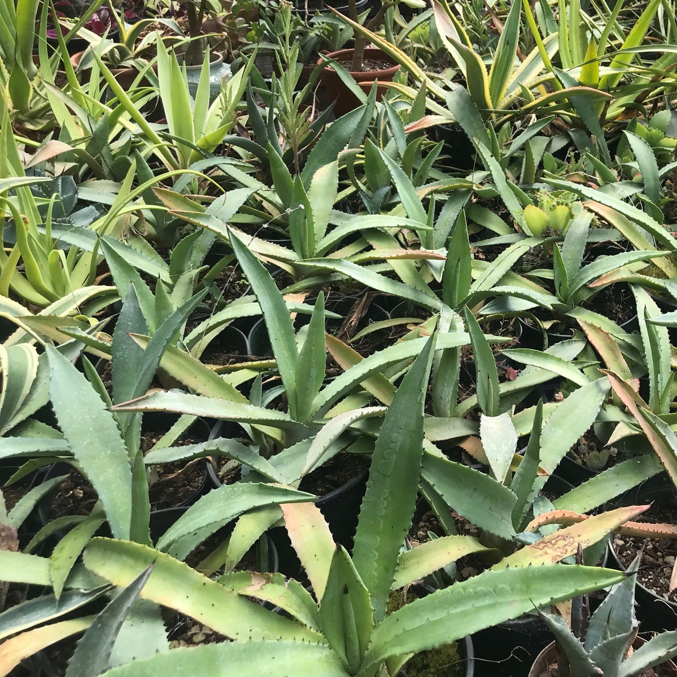 Agave americana - Century Plant