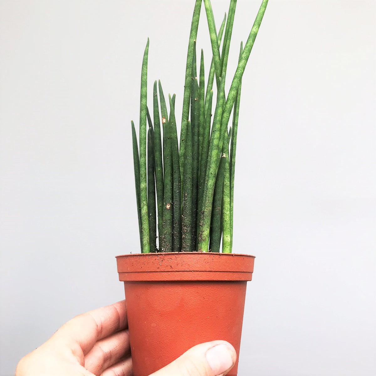 sansevieria fernwood mikado scientific name Sansevieria 'Fernwood Mikado' Houseplant