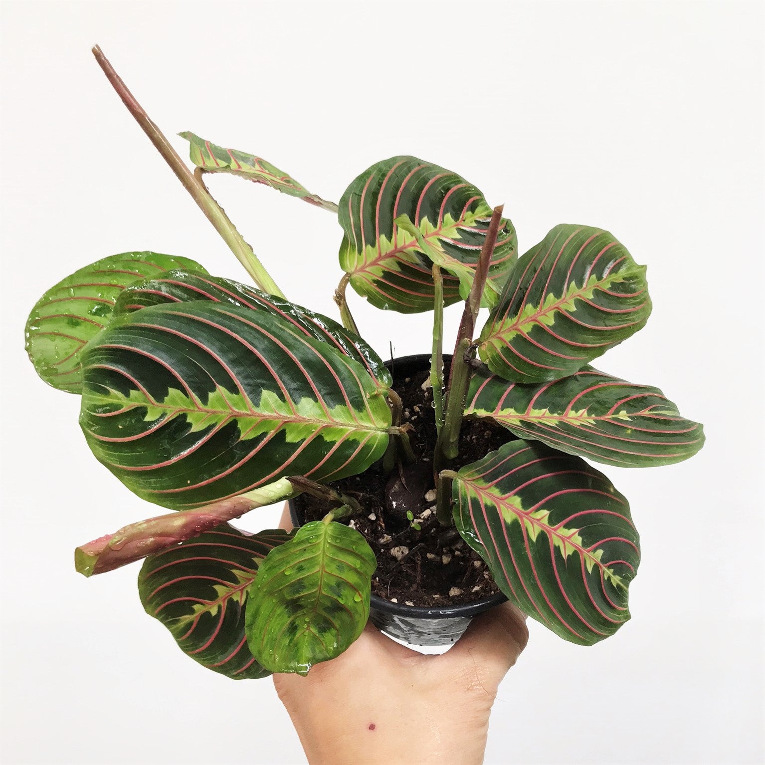 Maranta leuconeura - Pink Prayer Plant